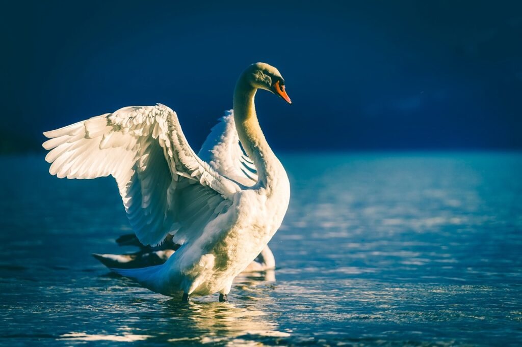 swan, bird, white swan, animal, plumage, wings, feathers, beak, water bird, waterfowl, wildlife, lake, water, animal world, nature, swan, swan, swan, swan, swan